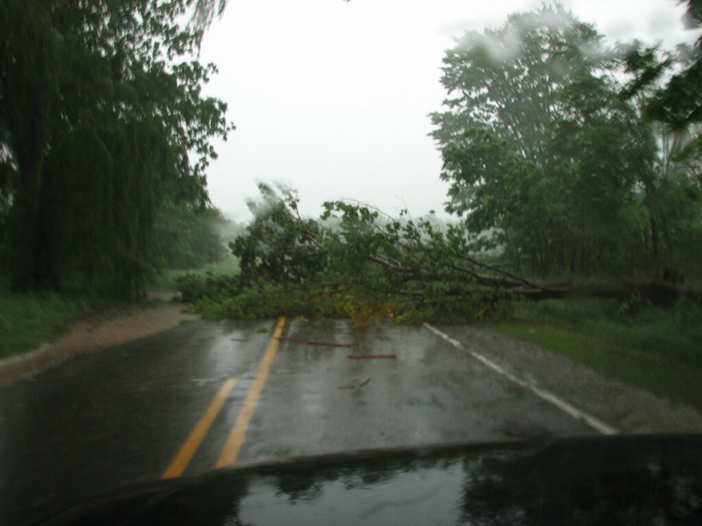 Trees down across the road