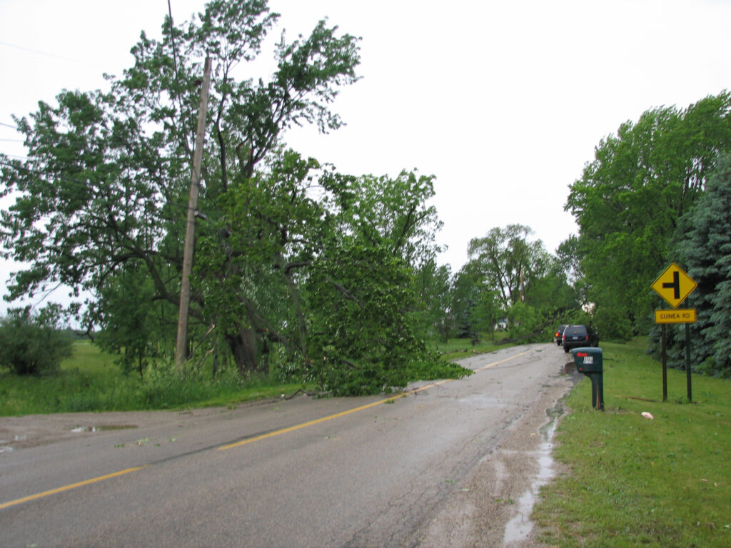 Trees Down