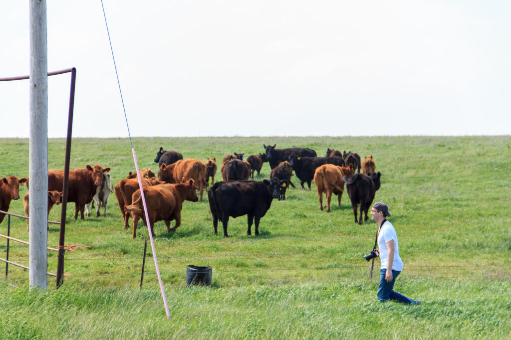 Jon running off into a field of cows