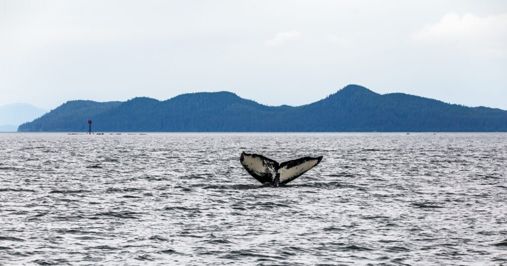 Whale Tail and Shelter Island near Juneau