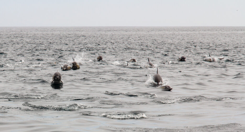 Common Dolphins