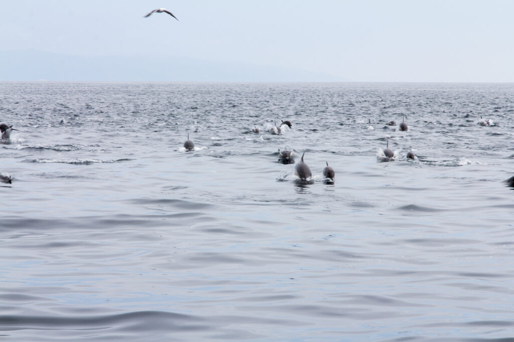 Dolphins jumping