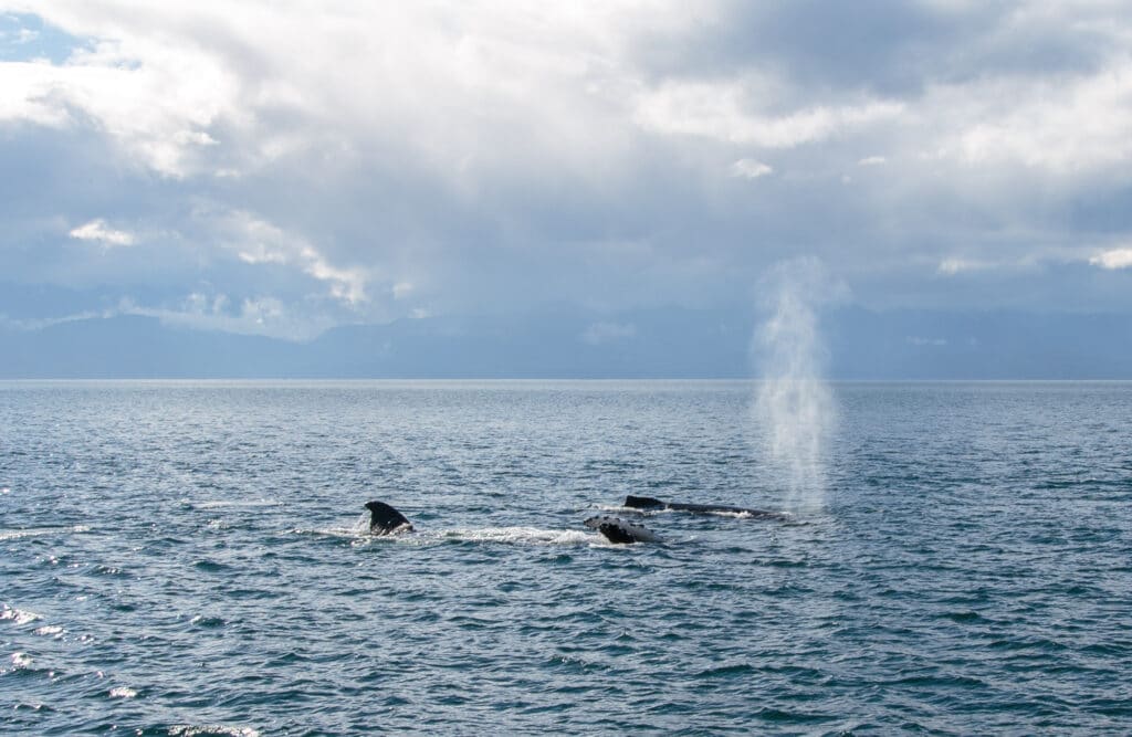 The close whale is on it's side after loud trumpeting, likely being aggressive towards the other whale next to it