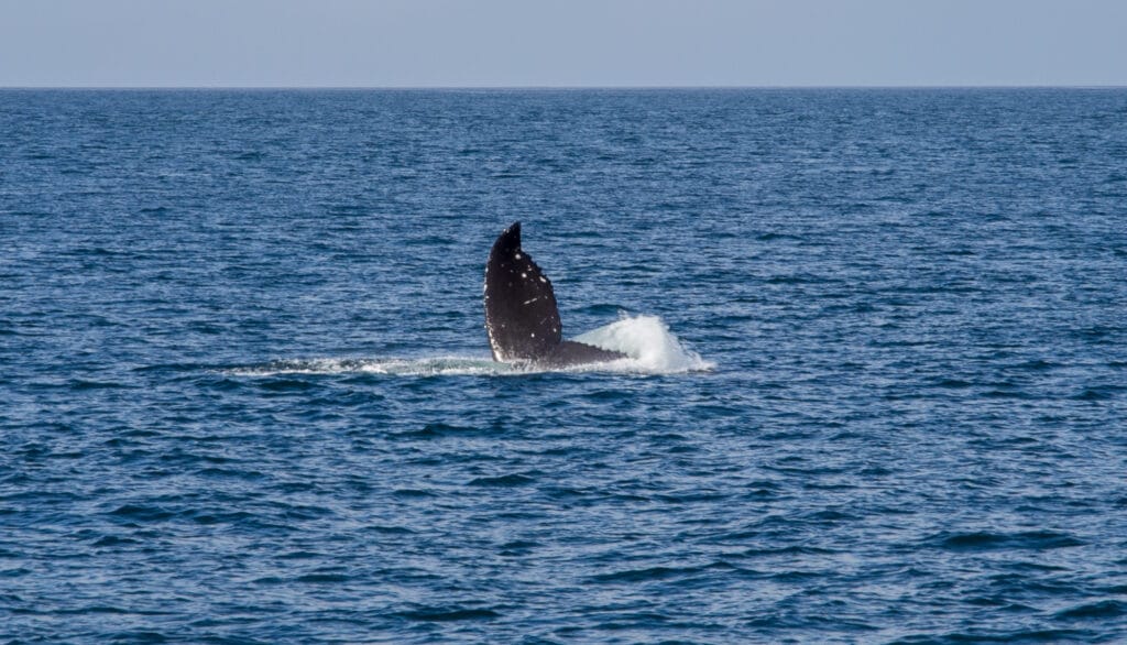 We witnessed the whale splash it's tail back and forth at the other whale