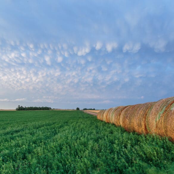 Mammatus over field in Kansas in 2017