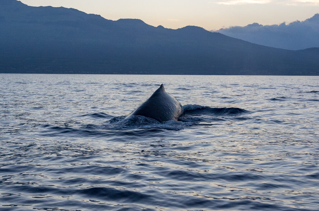 Humpback Whale