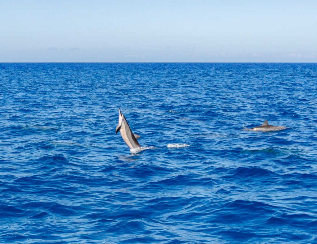 Dolphin Jumping