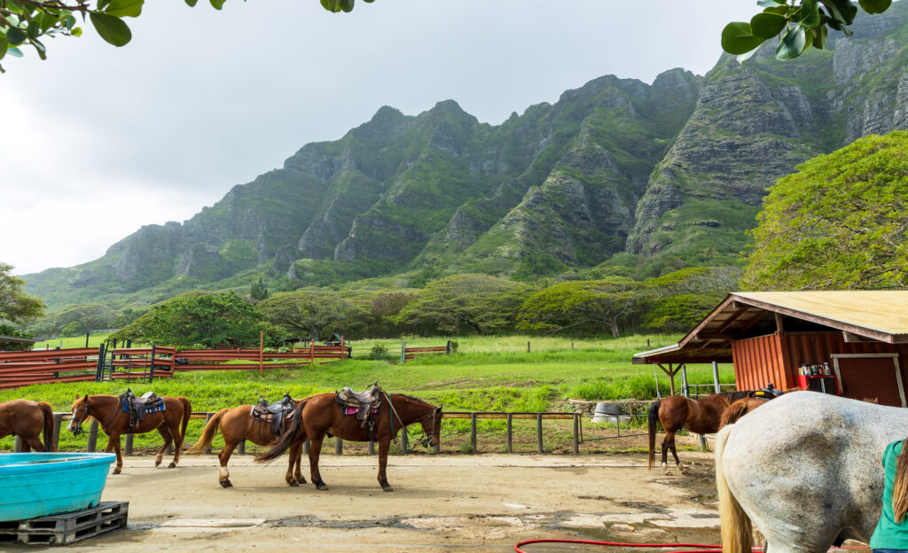 Horses from Kualoa Ranch in the foreground of the Kualoa Mountain Range