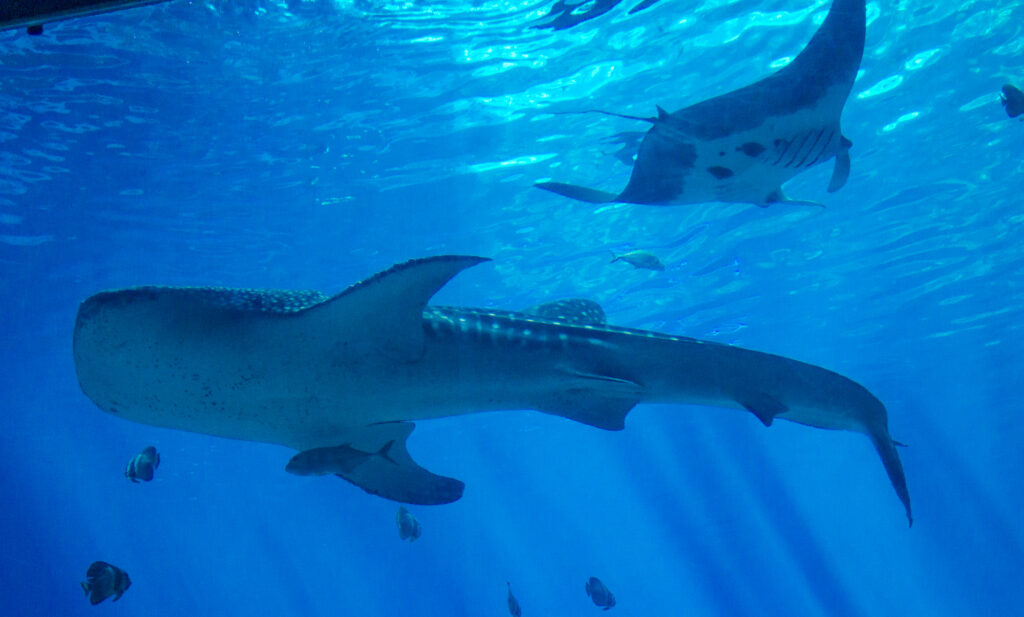 Whaleshark and Stingray