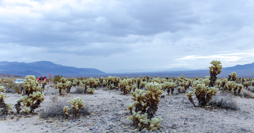 Silver Cholla at Sunset