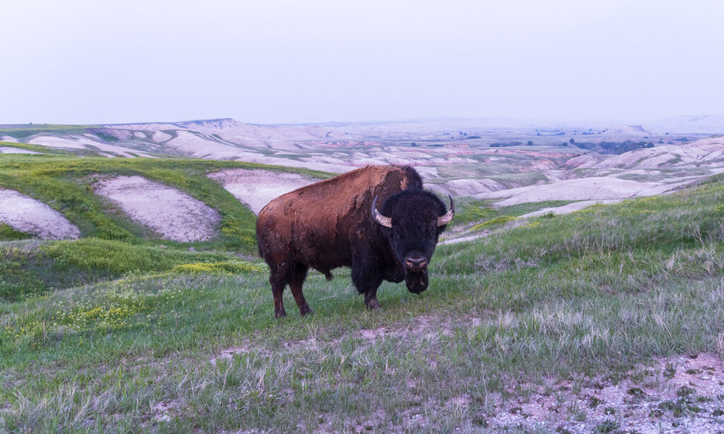 Buffalo in Badlands National Park